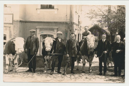 Rinderzucht Rinder Preis - Original Foto Postkarte 1936