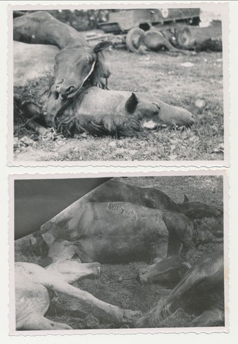 Tod Gefallene & Schlachtfeld Tierkadaver Pferd - 2x Original Foto WK2